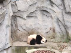 景点-成都大熊猫繁育研究基地