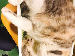 -藦茜花园宠物主题亲子互动体验馆(国顺东路店)