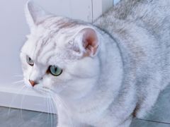 -爱洗澡的猫(望京店)