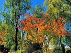 -昆山城市生态森林公园