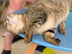 -猫在这儿猫咪咖啡馆·撸猫馆