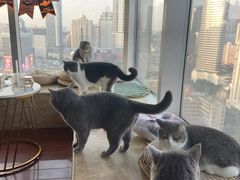 -Catmate·猫肥家润(金润铂宫店)