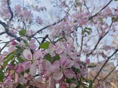 -海棠花溪(元大都城垣遗址公园)