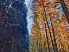 -山王坪喀斯特国家生态公园