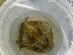 -DGE季风钓虾营地·团建·聚会