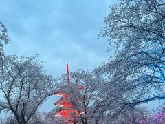 -东湖磨山景区樱花园-停车场