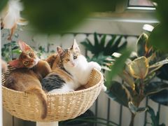 -猫十亿·布偶金渐层·曼基康矮脚猫舍(青年路店)