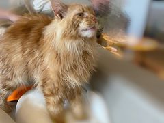 -猫腻·猫咖·撸猫馆(星光大道店)