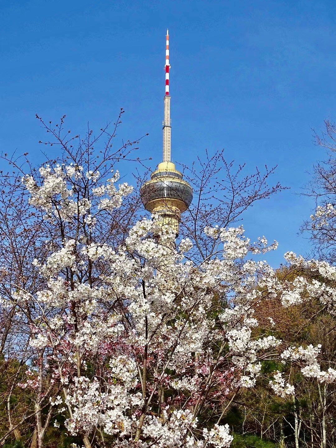 樱花～云想衣裳花想容 春风拂槛露华浓