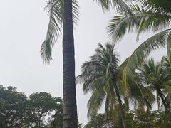 -万绿园