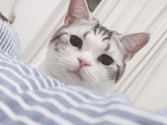 -喜多萌中农锦绣动物医院24H·猫科·牙科MRI·CT