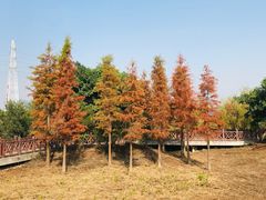 -广东花都湖国家湿地公园