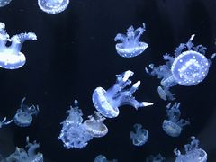 -成都浩海立方海洋公园