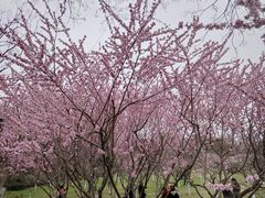 -宝鸡植物园