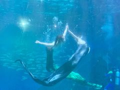 -海合安成都极地海洋公园