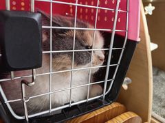 -伟伟宠物医院·瑞派猫友好医院·猫科(光谷店)