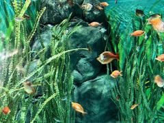 -上海海洋水族馆