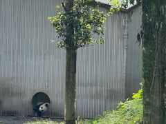-卧龙中华大熊猫苑神树坪基地