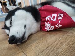 -Husky Go! 哈士奇体验馆·宠物咖啡厅狗咖