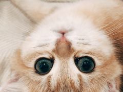 -袖虎·猫馆(体育西路店)