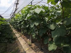 -马陆小张葡萄园农家乐