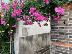 -艺圃