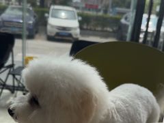 -乐琪宠物医院·犬猫专科·骨外科·急重症