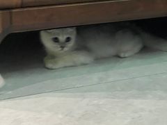 -艾贝尔宠物医院·24H转诊中心·肿瘤猫专科(江宁双龙店)