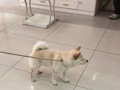 -全心全意连锁动物医院·微创中心·内科急重症·心脏专科(丰管路店)