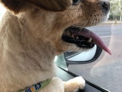 -熊小胖宠物生活馆(天华园店)