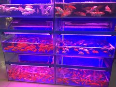 -北国之春国宴(乌兰察布店)