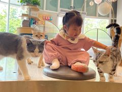 -飞行喵MR PILOT|猫舍·猫咖(静安大融城店)