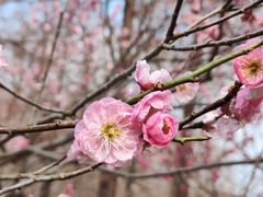 -梅花山(明孝陵内)
