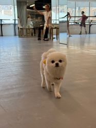 -德加芭蕾·舞蹈培训