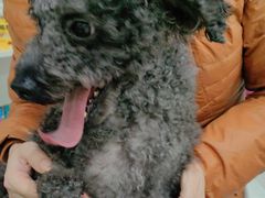 -瑞鹏瑞爱宠物医院·全科·猫科·血液透析中心(龙头寺店)