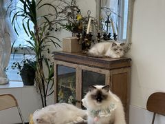 -共舞时光猫咖·狗咖(新街口店)