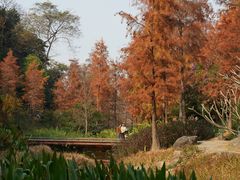 -云溪植物园