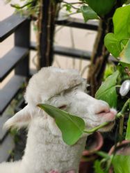 -花漾摄影优选工作室(东莞原创作品店)