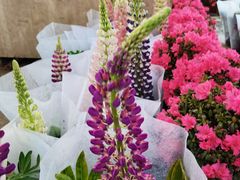 -龙大花卉苗木市场