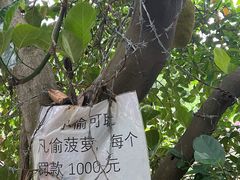 -黄埔古港