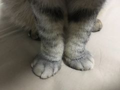-美联众合动物医院·伴可分院·内科中心医院