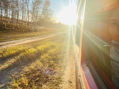 -乌兰布统景区-白桦林