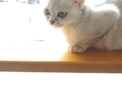 -青春加萌照相馆