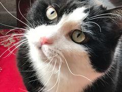 -北京观赏动物医院·24小时大型综合·猫专科·异宠专科