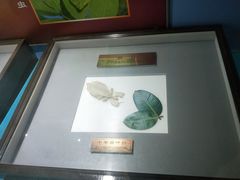 -上海昆虫博物馆