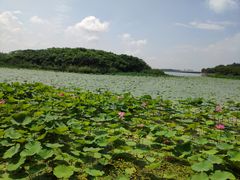 -丁香湖公园