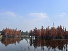 -白鹭湾湿地公园