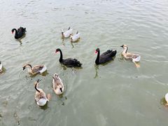 -溱湖国家湿地公园