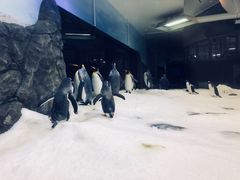 -悉尼海洋生物水族馆