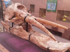 -陕西自然博物馆